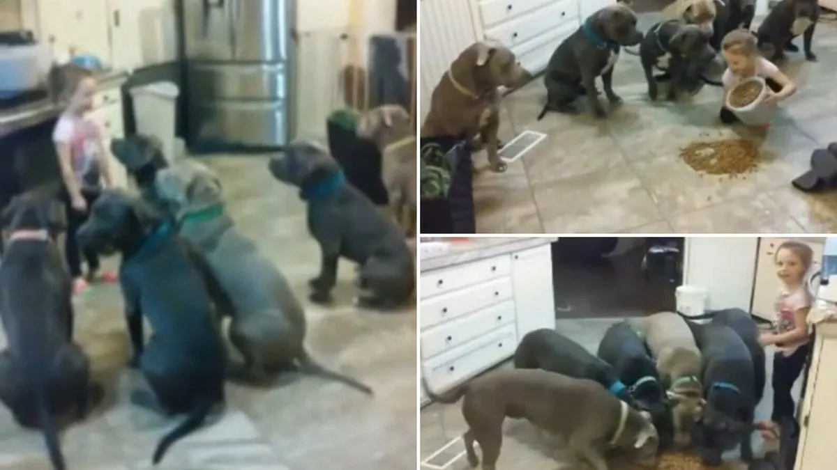 Dad Leaves Daughter with 6 Pit Bulls: Mom’s Shocking Discovery on the Camera